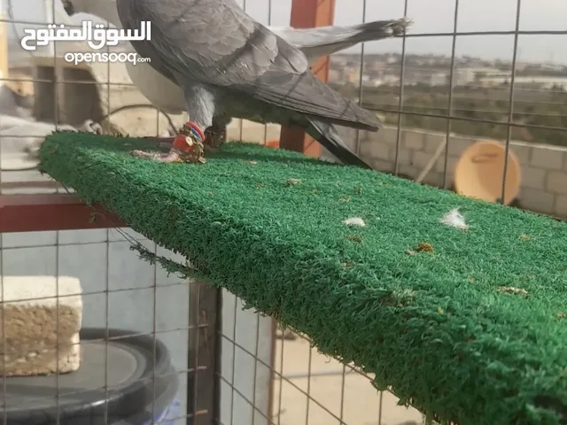 جوز بواز قطش حبه صغيره معهم فرخ شغالين مكفولين منتجين