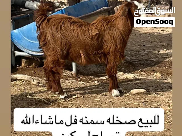 صخله من حلال بني سعيد