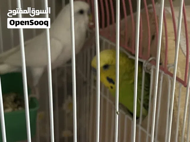 طيور البادجي اثنين ذكر مع قفص