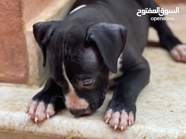 كلاب بيتبول صغار اناث و ذكور pitbull puppies females and males