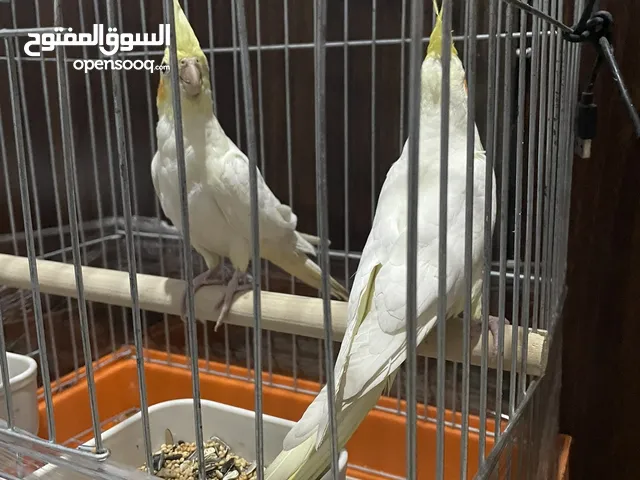 جوز كوكتيل اليف عمر 4 اشهر تقريبا