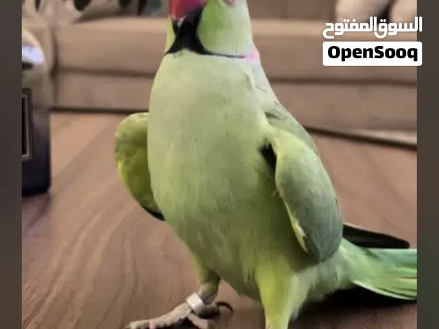 مطلوب دره هندي