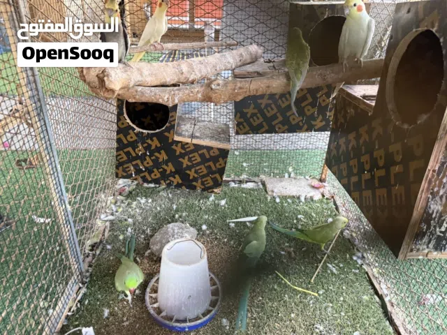 للبيع 6 طيور مع قفص و3 بياضات كبيرة. السعر 2200 درهم، للجادين فقط قابل لي تفاوض