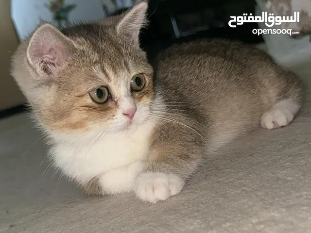 For sale NY25 Munchkin Female