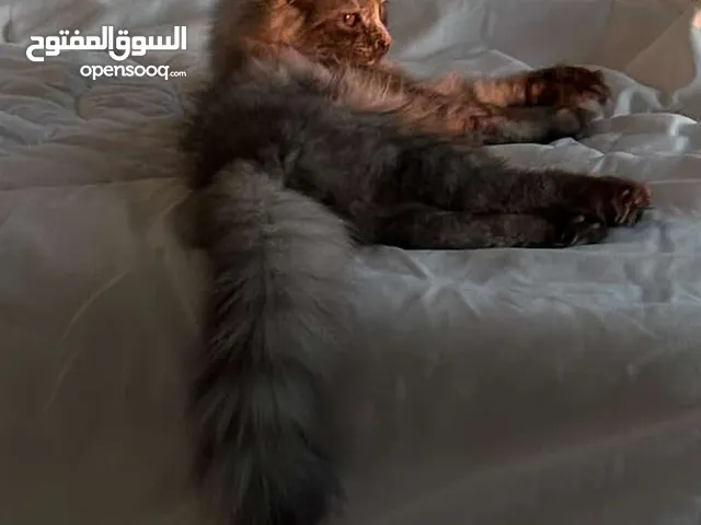 قطة سيبيرية محصنة للبيع مع ملحقاتها كاملة