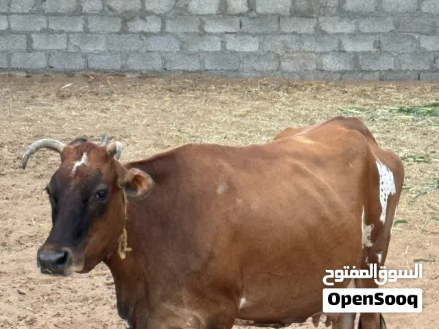 بقرة للبيع