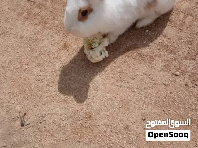 ارنبه للبيع اقرا الوصف