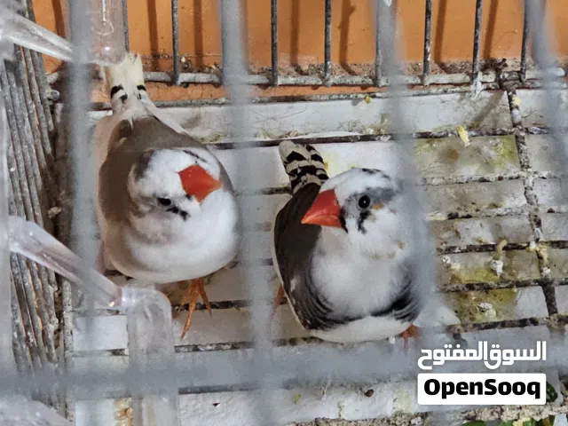 جوز فنج زيبرا تحتهم بيض ثاني بطن وجوز طيور الحب (بادجي) داخلين في مرحلة التزاوج الجوزين للبيع
