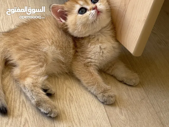 قطط للبيع شامل مستلزمات يوجد تقسيط