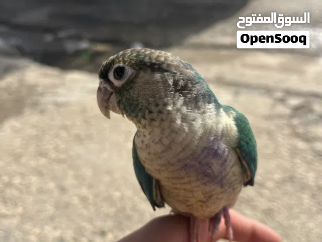 السلام عليكم كنيور بلو شيك يرگص ويحچي اليف ولعوب