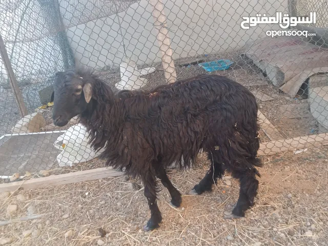 كبش حال البيع