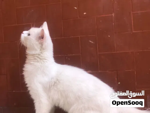 قط للبيع النوع شيرازي وهاديا هلبا قطوس دكر