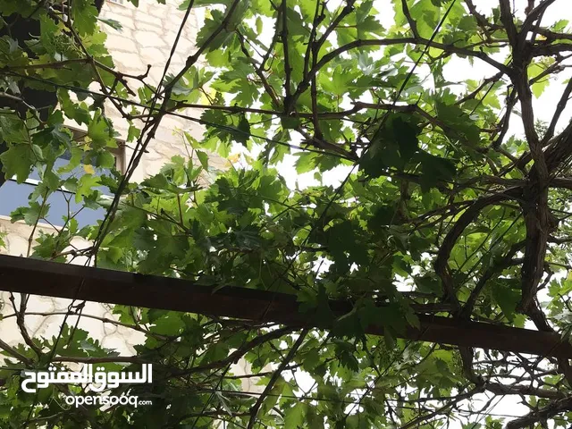 أرخص سعر ورق عنب دوالي بالأردن طازج نظيف وجاهز للاستخدام للحشي أو التفريز والسعر لا يفوت