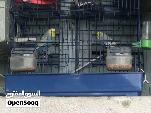 كوبيا بقلينو ربي يبارك انجليزي