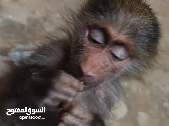 قرده صغيره للبيع العمر 3شهور تقريبا