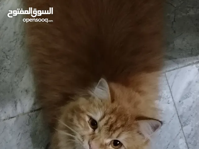 قطه أنثى لتزاوج بحدود مسقط