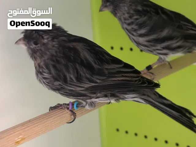 كناري أسود فاخر