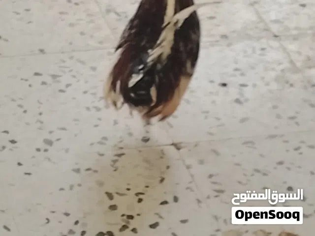 كوبية كيني