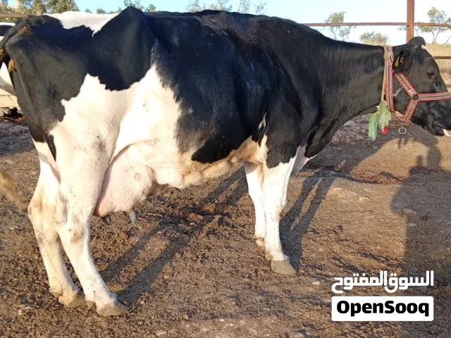بقره للبيع