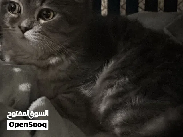 قطوه للبيع