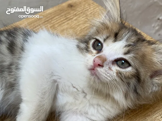 قطط للبيع صغيره