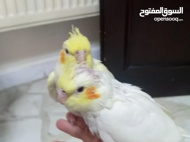 جوز كوكتيل اليف جدا امن عالاطفال