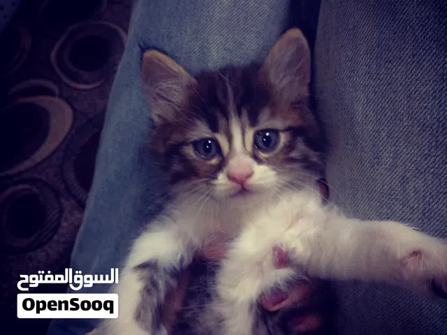 قطه شانشيلا