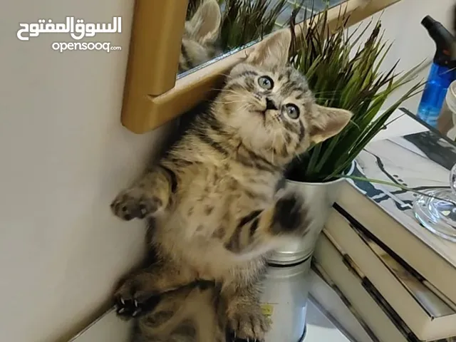 قطة صغيرة كتن مع الأغراض والتوصيل عمر شهر ونص