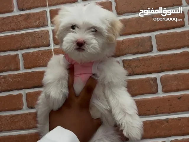 كلاب مالتيز حجم تي كب كف اليد لعوبه وصحه تمام الشعر كثيف يوجد توصيل واغراض التواصل