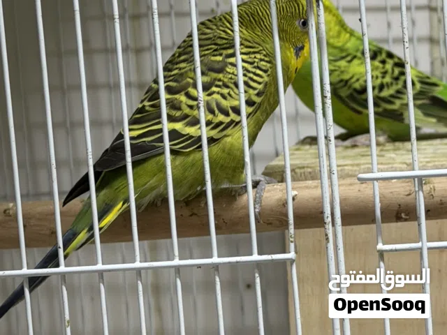 زوجين واحد استرالي والثاني هوجو اصفر وردة حجم ولون