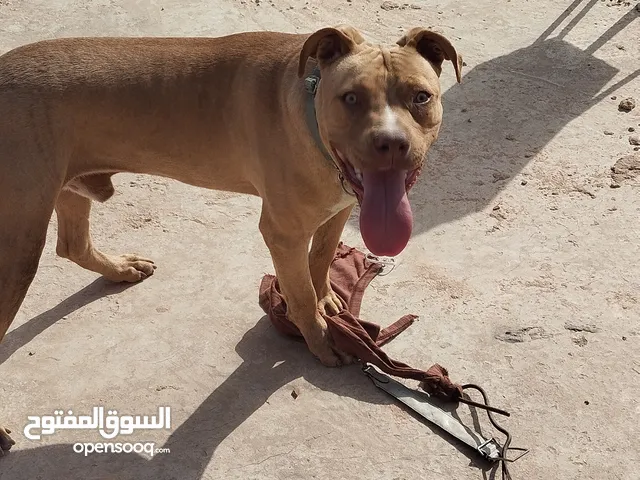 دكر بيتبول ريد نويز