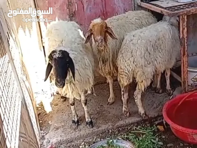 غنم للبيع اقره الوصف