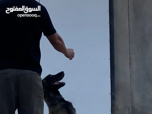 انثى مالينو k9 على وجه طلبه ذكر للتزاوج جايبه مرتين مدربه تفتيش وطاعه وشراسه وحماية شخصيه