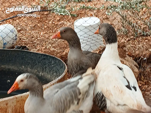 طقم وز انثايتين وذكر