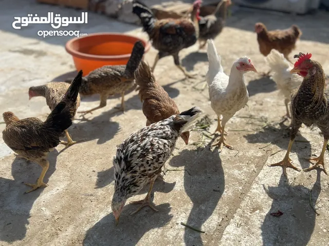 دجاج اقره لوصف