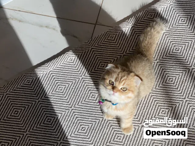 سكوتش فولد انثى العمر ثلاث شهور جميله جدااا ونظيفة مطلوب فيها 900 قابل للتفاوض بالمعقول