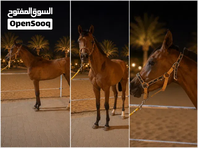 خصي جمال  عربي