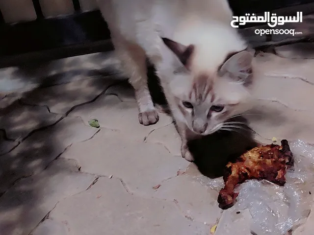 قطه للتبني اقرأ الوصف cat for adoption