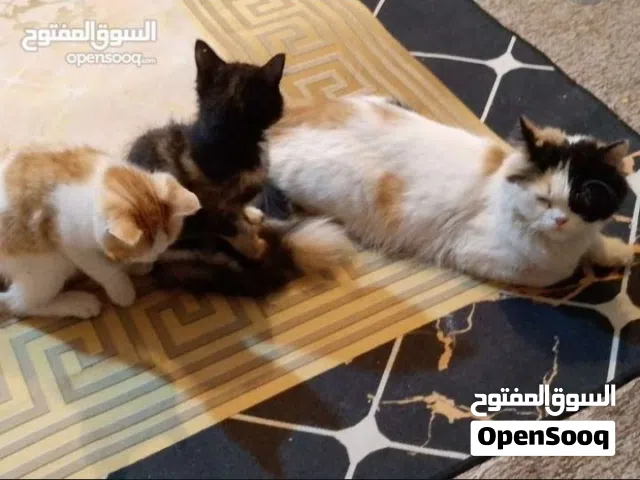 قطط هملايا للتبني