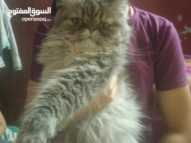 بنوته بيرشن عندها سنه للبيع