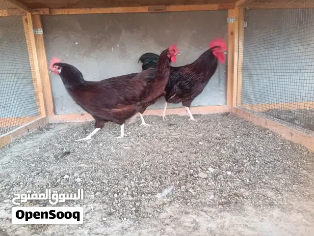 للبيع دجاج فرنسي عسلي بياض منتجات