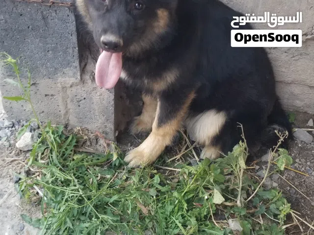 انثي جرمن 5 شهو بلاك فيسر توب