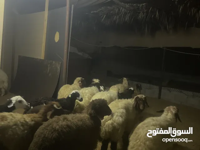 غنم للبيع اضاحي