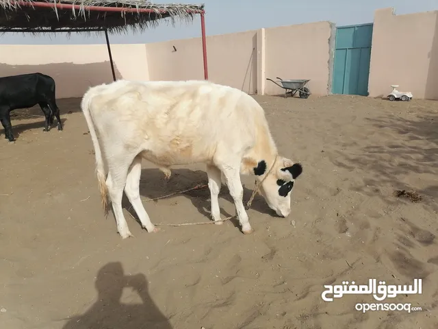 عجل البيع في حاله جيدة