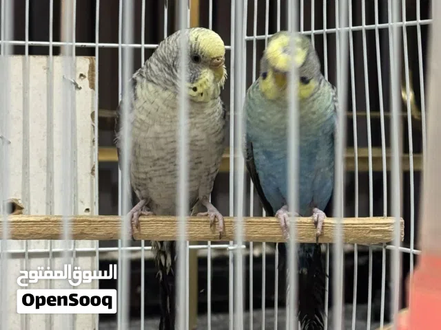طيور حب مميزة للبيع