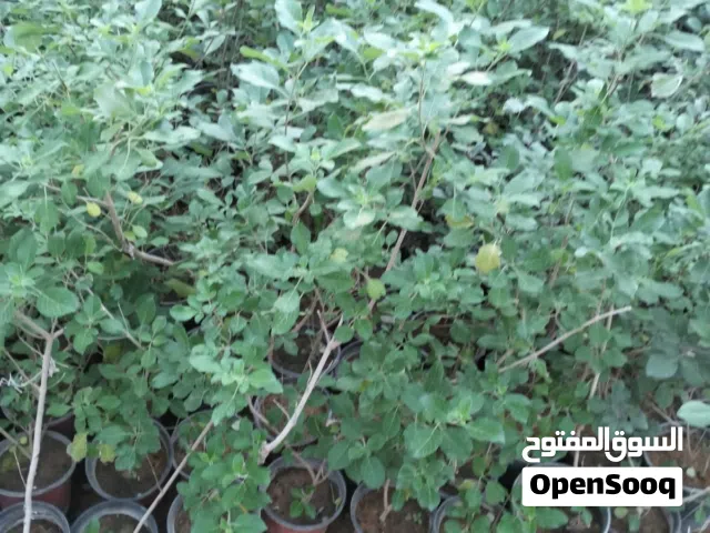 مقاول الاشجار