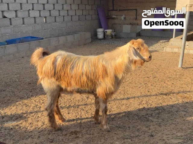 تيس جامودي للبيع