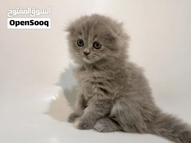 انثى سكوتش عمرها شهر وثلاث اسابيع جاهزة للاستلام