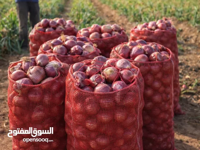 بصل أحمر – بصل بلدي – خضروات – تصدير – توريد – بيع جملة – شحن – سوق مفتوح – تجار – استيراد