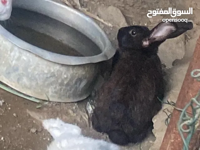 ارانب شيك على الوصف
